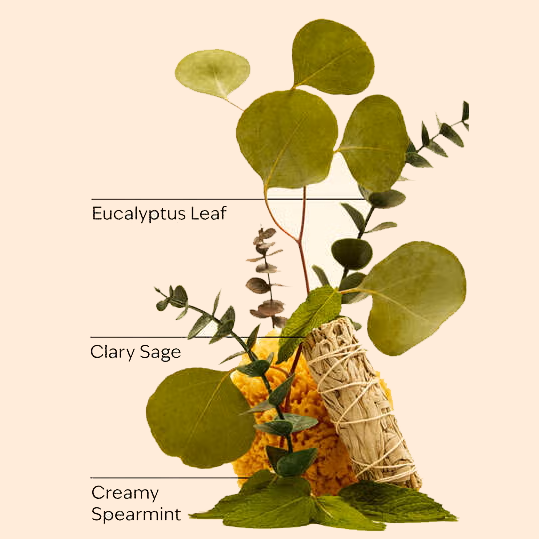 B&BW Eucalyptus Spearmint